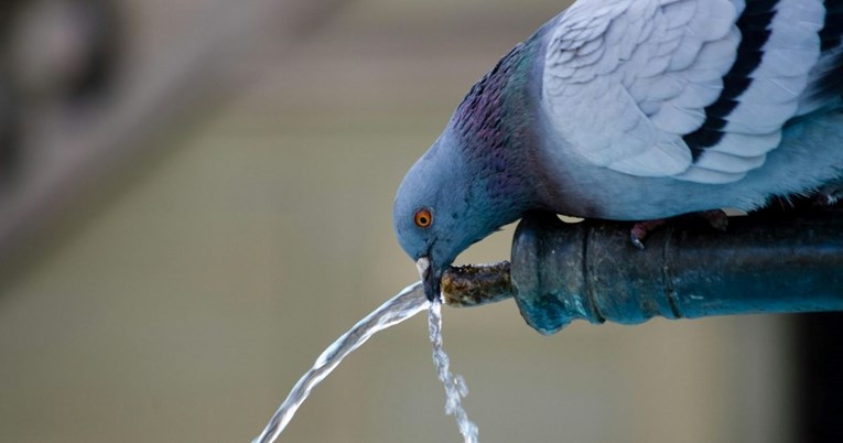 Divlje životinje pate na visokim temperaturama, evo kako im možemo pomoći