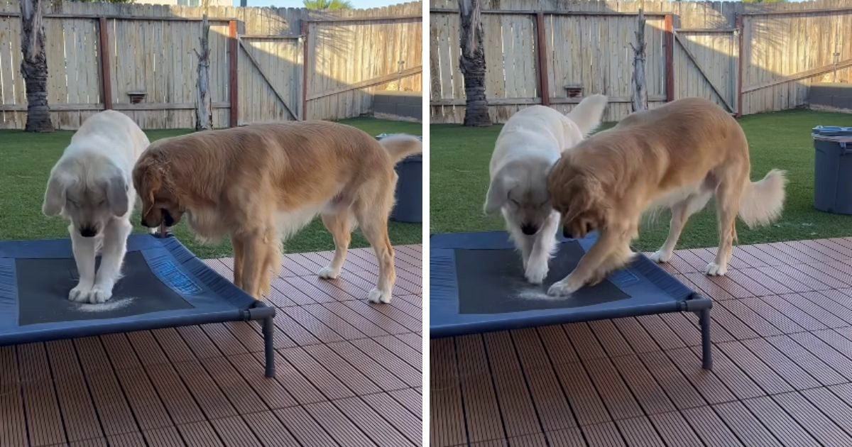 Snimka dva retrivera u misiji "spašavanja" loptice ispod trampolina nasmijala ljude