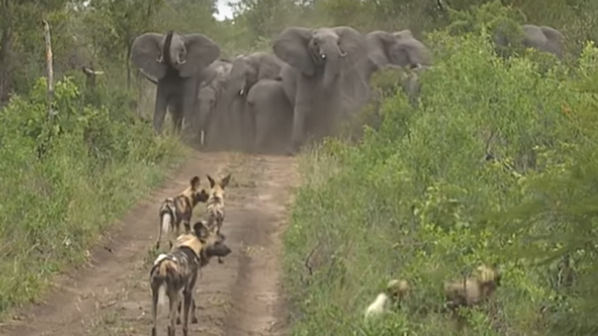 Pogledajte kako su slonovi obranili mladunčad od krda divljih pasa