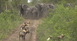 Pogledajte kako su slonovi obranili mladunčad od krda divljih pasa