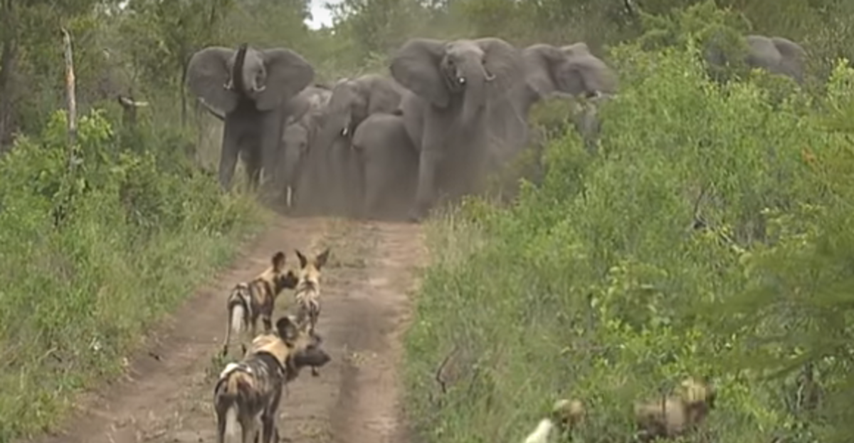 Pogledajte kako su slonovi obranili mladunčad od krda divljih pasa