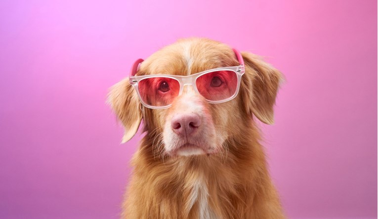 Koje boje smetaju psima, a koje ih umiruju?