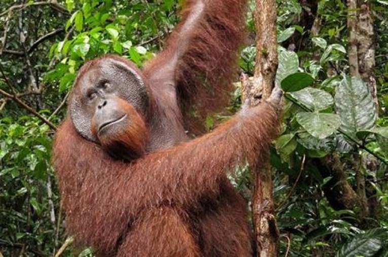 Prizor koji otapa srce: Orangutan pružio ruku da pomogne čovjeku u rijeci