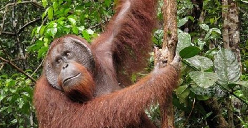 Prizor koji otapa srce: Orangutan pružio ruku da pomogne čovjeku u rijeci
