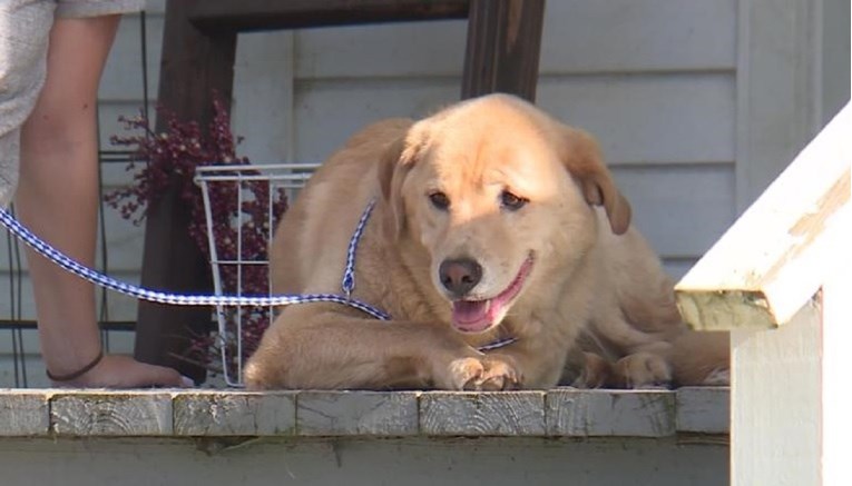 Nestali pas vratio se u stari dom svojih vlasnika - 80 km dalje