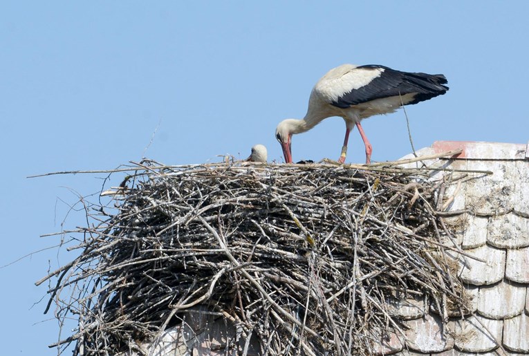 Vjesnici proljeća: Rode se vratile u Posavinu, najviše ih je u Lonjskom polju