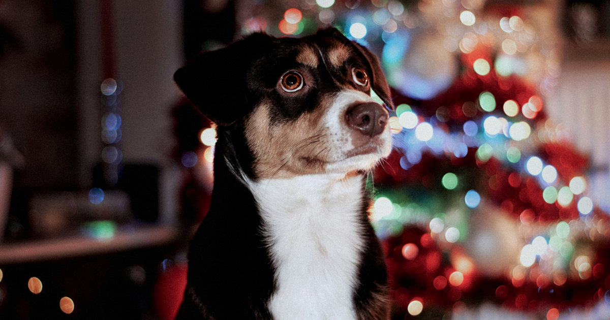 Veterinar uo&#x10D;i blagdana podijelio upozorenje za sve koji posjeduju ku&#x107;ne ljubimce