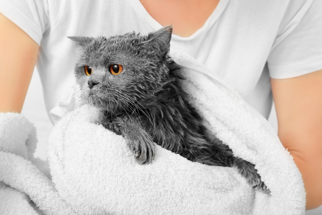 Trebate li kupati svoju mačku? Veterinari daju odgovor