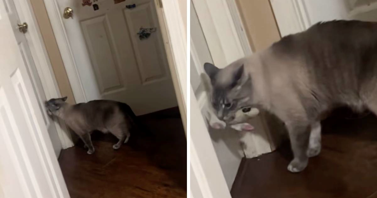 Mačak s igračkom svake noći čeka vlasnicu ispred vrata sobe