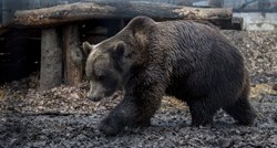 Švedska studija: Smeđi medvjedi se sele radi lova na sobove i telad losa