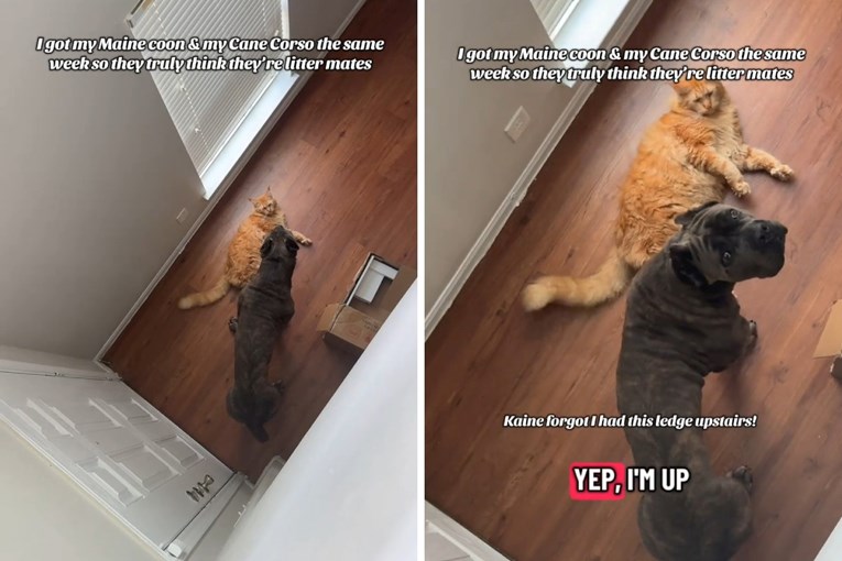 Cane Corso i Maine Coon mačak odrastali su zajedno, sada su nerazdvojni