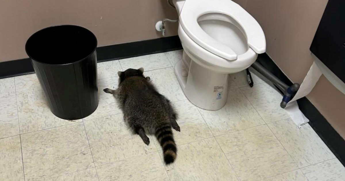 Onaj rakun što se napio u dućanu s alkoholom osumnjičen za još dvije "provale"