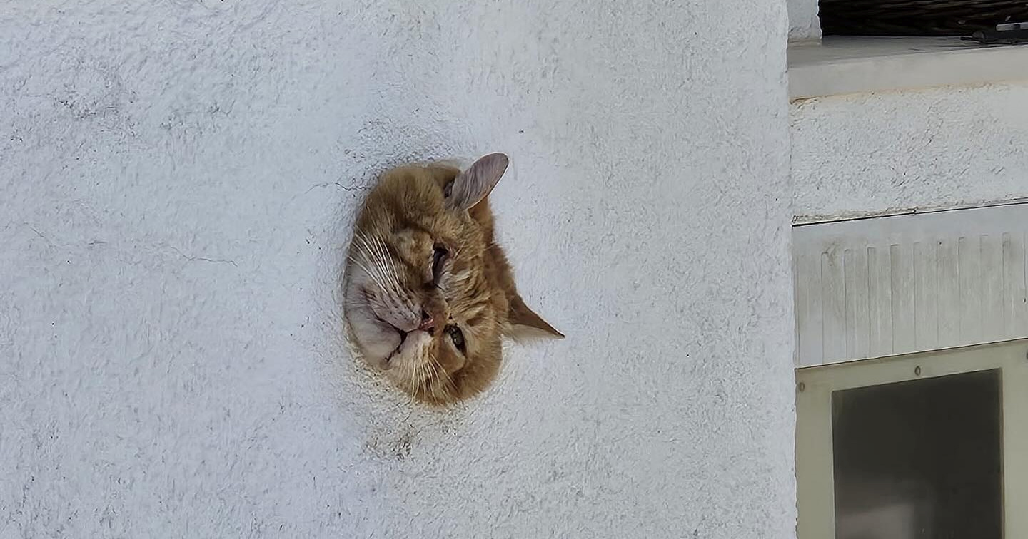 Kakav god dan da ste imali, nije vam bio teži nego ovoj maci iz Žrnovnice