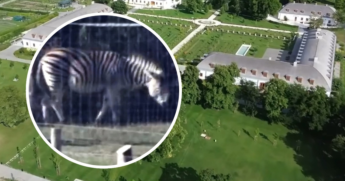 Tri zebre smrznule se kod luksuznog imanja za koje Orbán kaže da nije njegovo