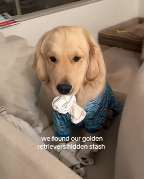 Vlasnici pronašli "skrivenu zalihu" čarapa svojeg zlatnog retrivera 😅