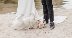 Pas potpuno pošašavio za vrijeme vjenčanja i uljepšao vlasnicima fotke