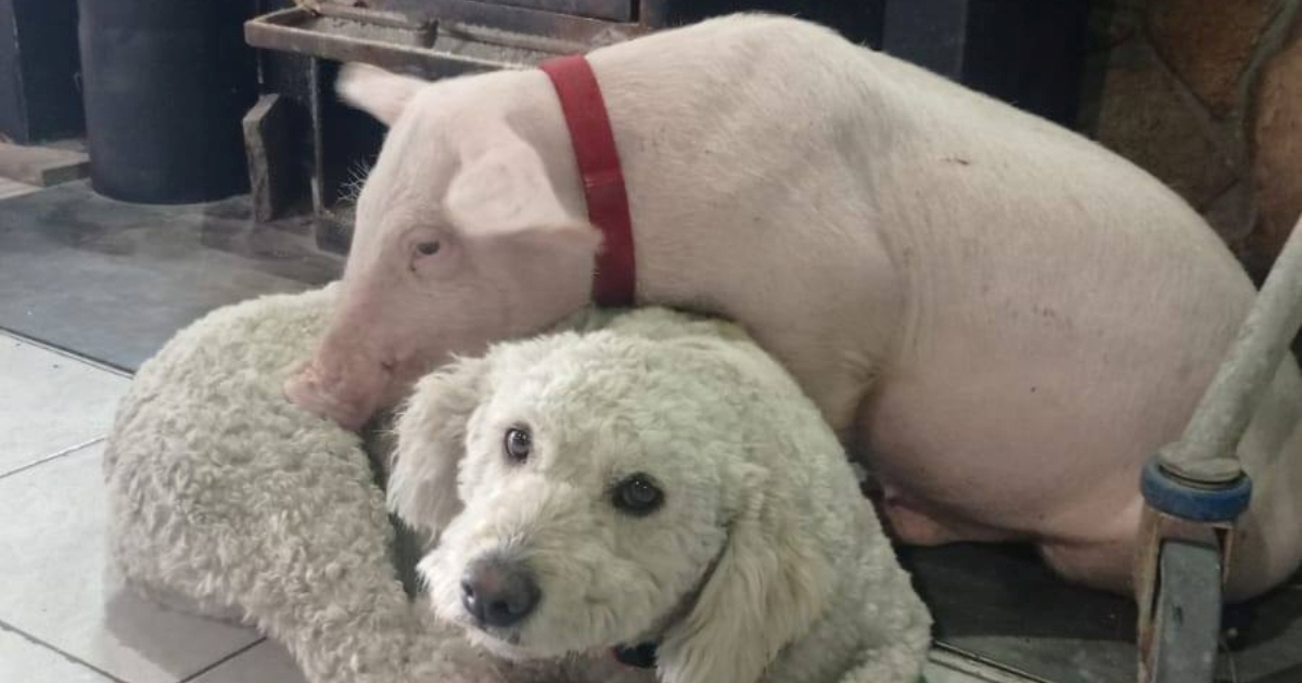 Nađen je Gucci, praščić koji je nestao u Krvavici