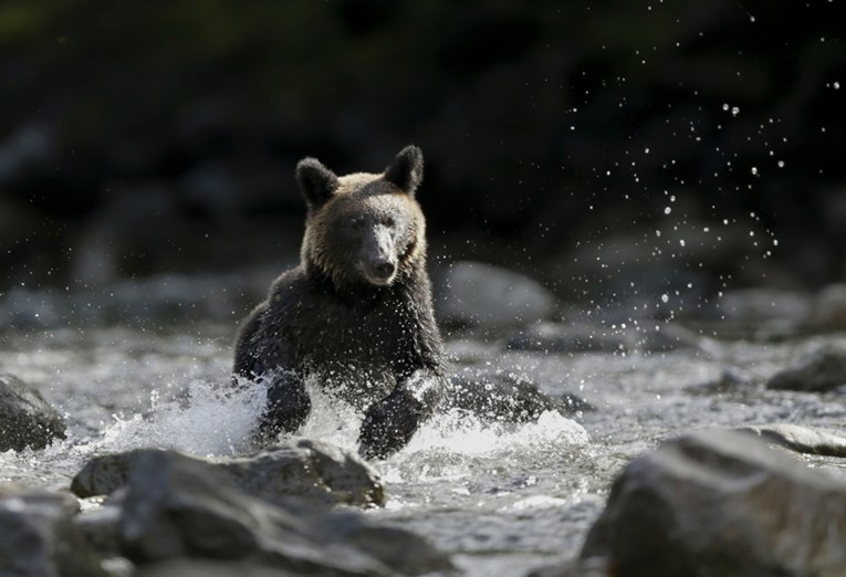 Japan se bori s napadima medvjeda. Tjerat će ih dronovima koji oponašaju lavež pasa