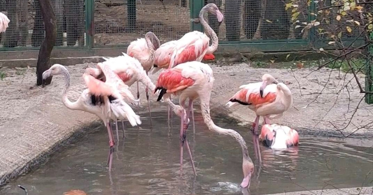 U Zoološki vrt Osijek stigli su novi stanovnici. Pogledajte prve fotke životinja