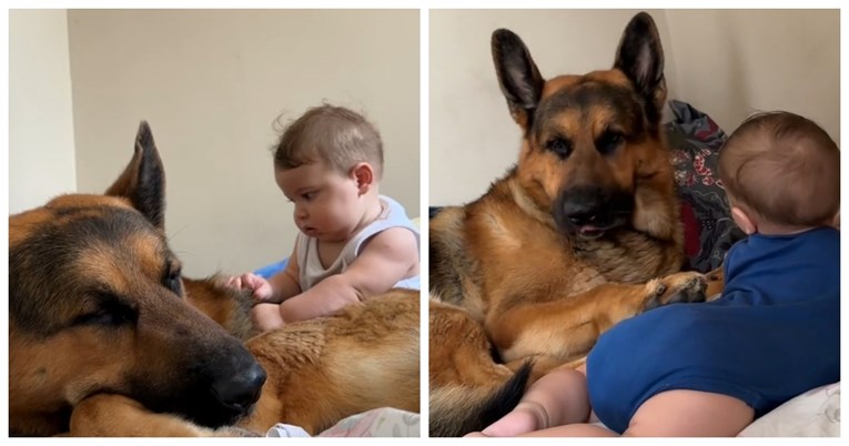 Ovaj video bebe i njemačkog ovčara uljepšat će vam dan