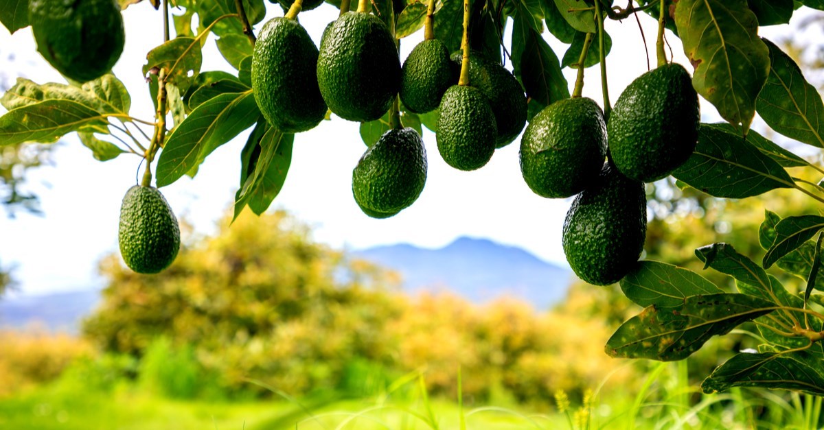 Lopovi po južnoafričkim farmama s drveća kradu "zeleno zlato"