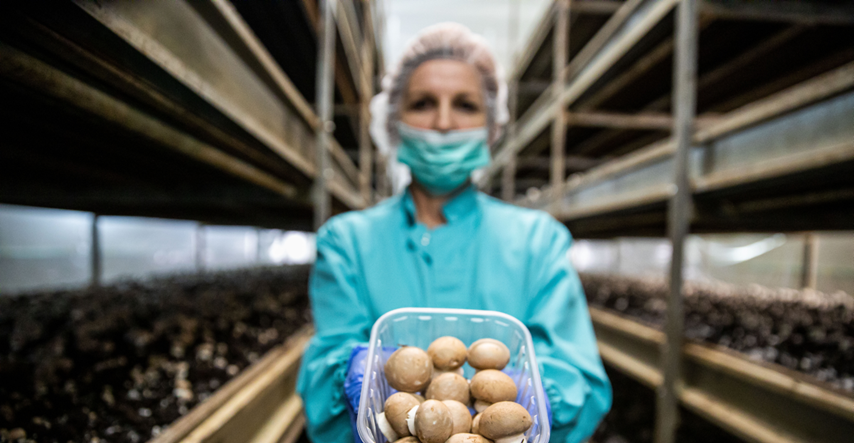 Rastu kao gljive poslije kiše: Od dva gljivarnika do uspješnog obiteljskog poduzeća