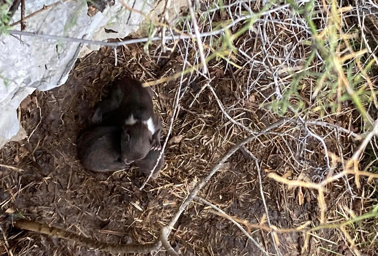 Tijekom šetnje Bakrom naišao na dva dana stare medvjediće. A zatim i na njihovu mamu