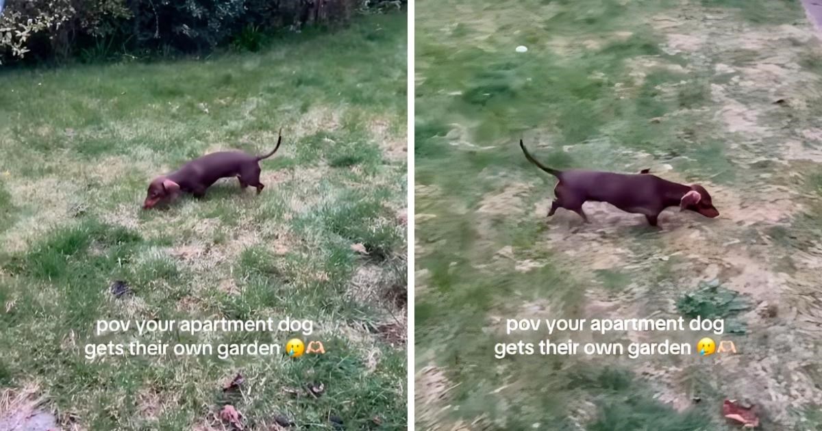 Psić koji je živio u stanu konačno je dobio svoje dvorište. Prizor je presladak