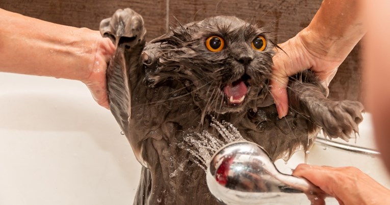 Zašto mačke ne vole vodu? 