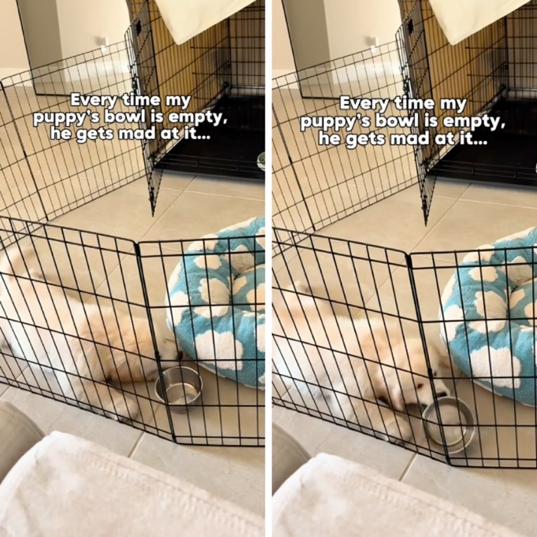 Ljutito štene zlatnog retrivera jasno je pokazalo što misli o praznoj zdjeli hrane