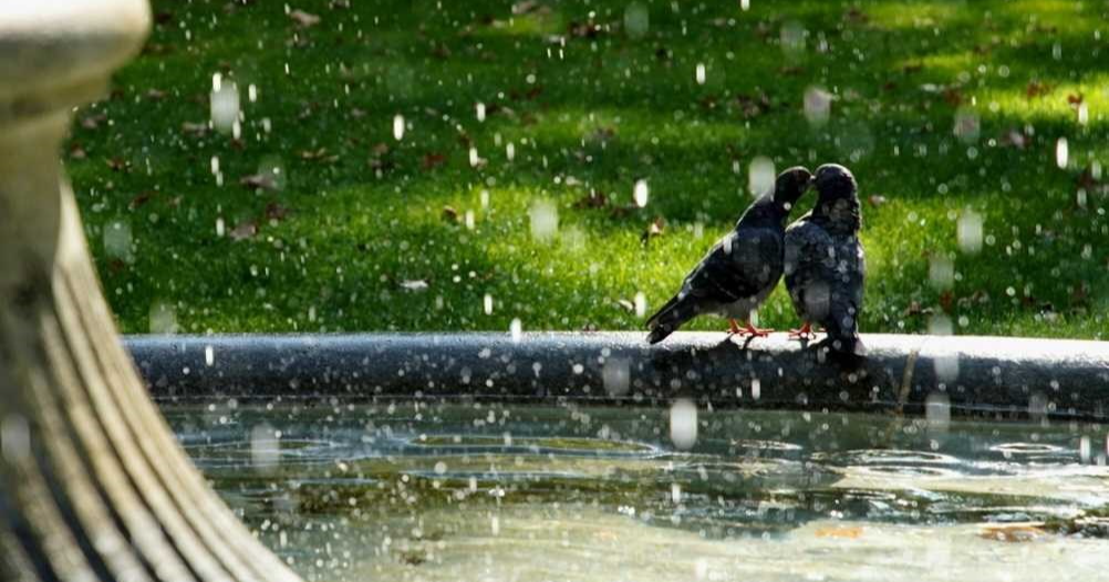 Na zagrebačkom Zrinjevcu smo zatekli zaljubljene golubove. Preslatki su