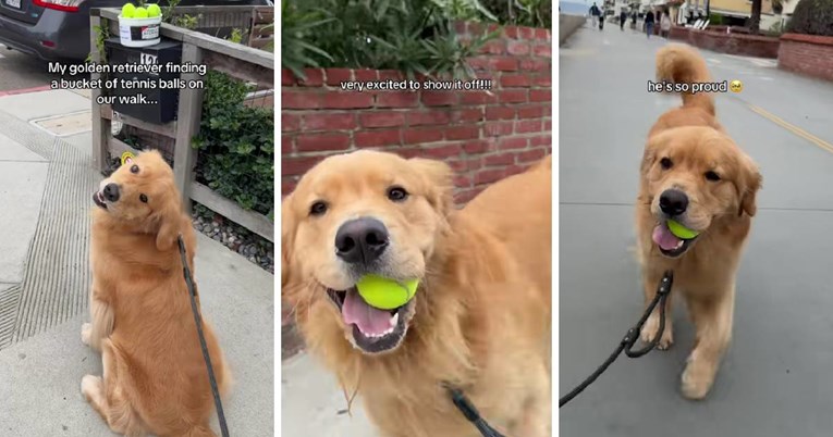 Zlatni retriver u šetnji pronašao loptice, njegova sreća raznježila je mnoge