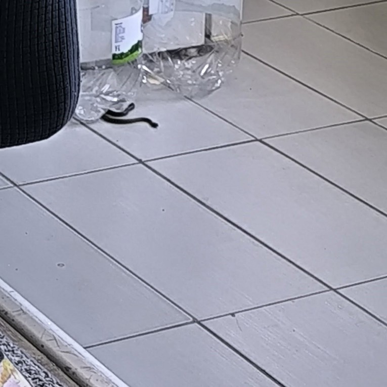 U kuću s djecom ušao poskok. Majka: Vatrogasci su mi rekli da ne rade sa zmijama