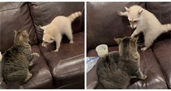 "Boksački meč" između mačke i ženke rakuna je hit na TikToku
