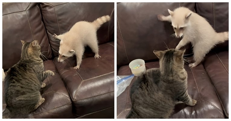 "Boksački meč" između mačke i ženke rakuna je hit na TikToku