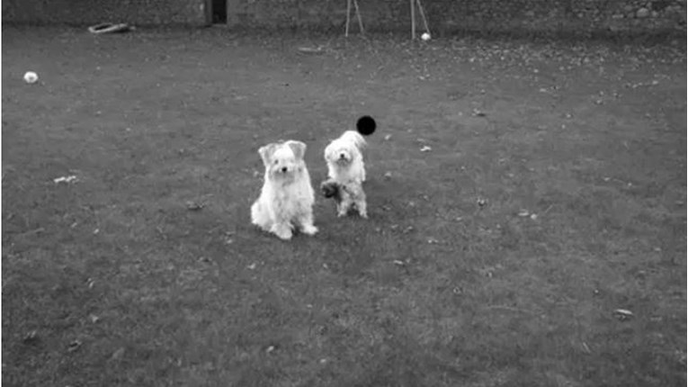 Crno-bijela fotka dva psića je optička varka: Zagledajte se u crnu točku 15 sekundi