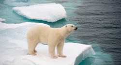 Među polarnim medvjedima uočeno sve više kanibalizma. Za sve kriv čovjek