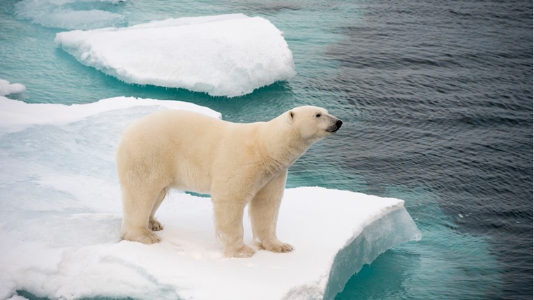 Među polarnim medvjedima uočeno sve više kanibalizma. Za sve kriv čovjek