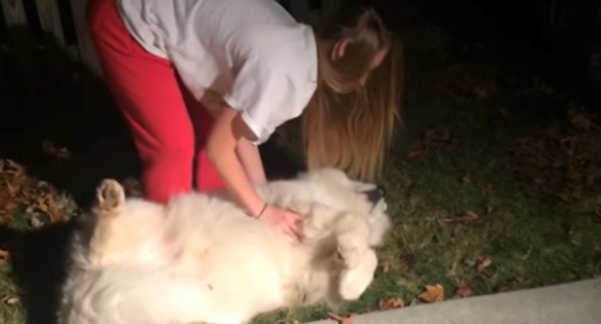 Ovaj ogromni samojed ne želi na spavanje i pravi se mrtav da to izbjegne