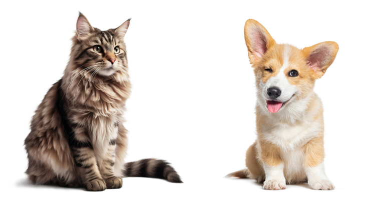Mačke ili psi - koji su bolji ljubimci?