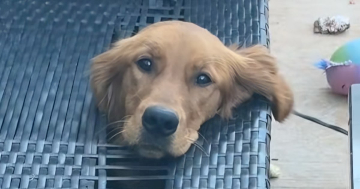 Vlasnica ulovila nestašnu retrivericu na djelu nakon što je zapela u garnituri