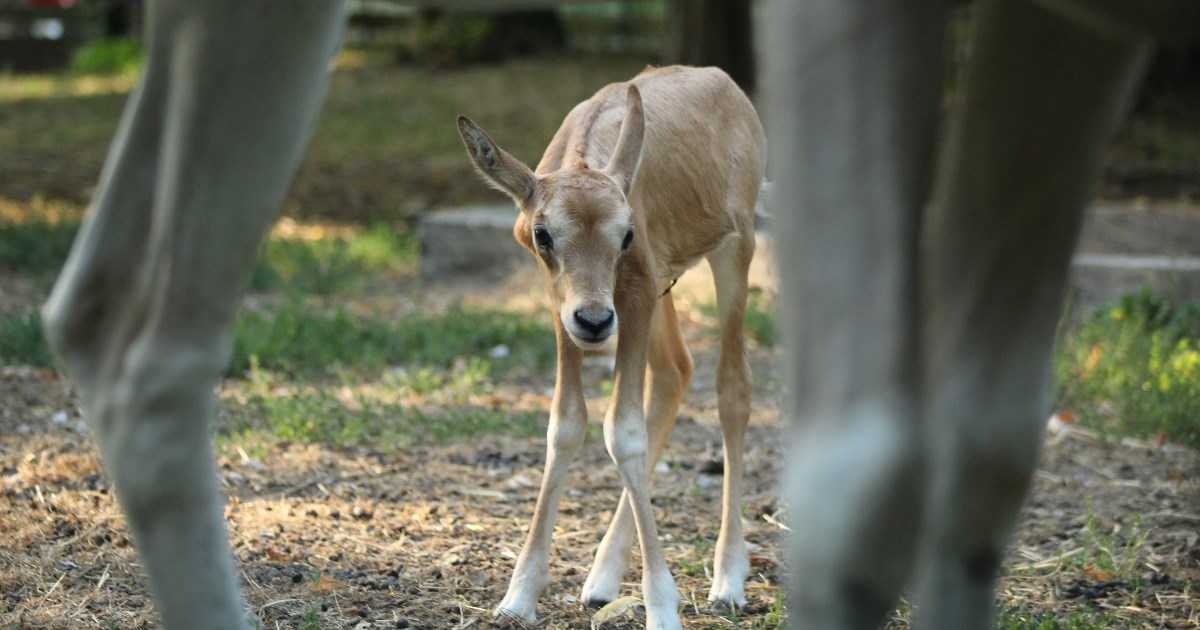 Zagrebački ZOO dobio je novo pojačanje, životinju šarmantniju od jednoroga