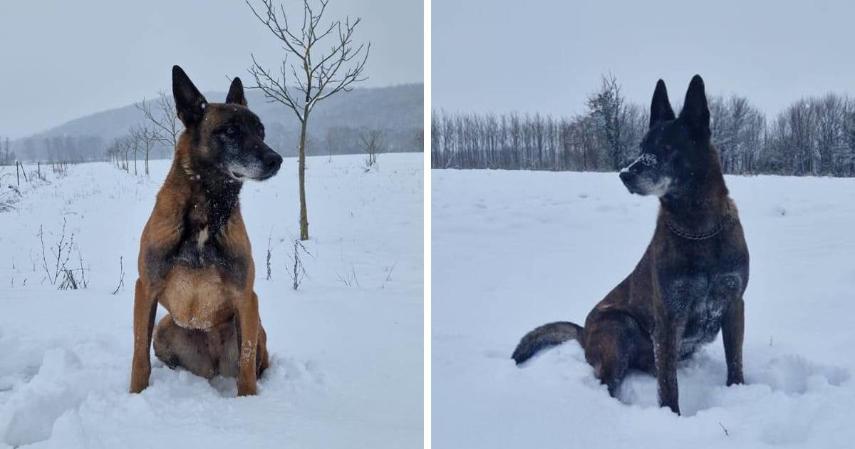 Cash i Megy razminiravali su Hrvatsku. On je pronašao dom, pomozimo i njoj