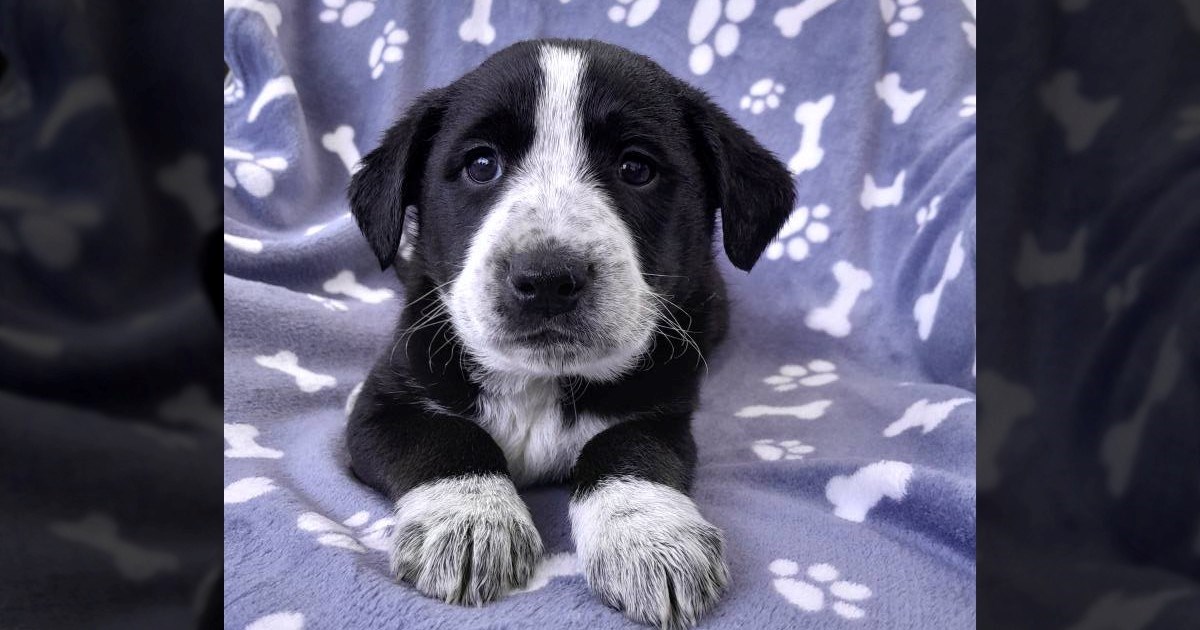 Lola je slatka kujica koja ima samo dva mjeseca, traži dom u kojem će sretno odrasti
