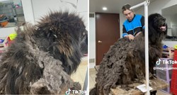 Vlasnica salona za pse je šokirala internet videom zanemarivanog psa