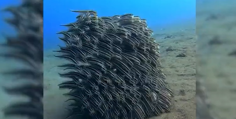 Snimka s milijunima pregleda: Način na koji se ove ribe štite oduševio internet