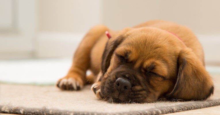 Koliko sati u danu bi pas trebao spavati i što pokazuje da nešto nije u redu?
