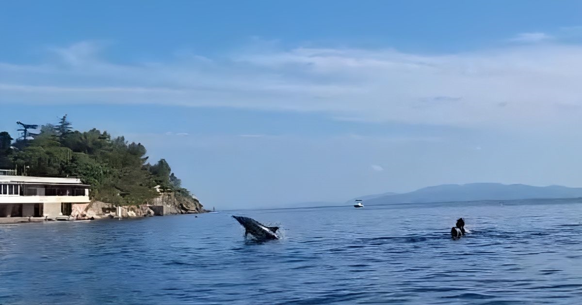 VIDEO Dupin Zlatko već mjesec dana druži se s kupačima u riječkoj uvali Preluk