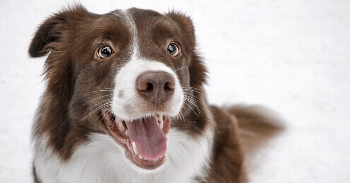 Pas koji razumije ton vašeg glasa bolje nego riječi