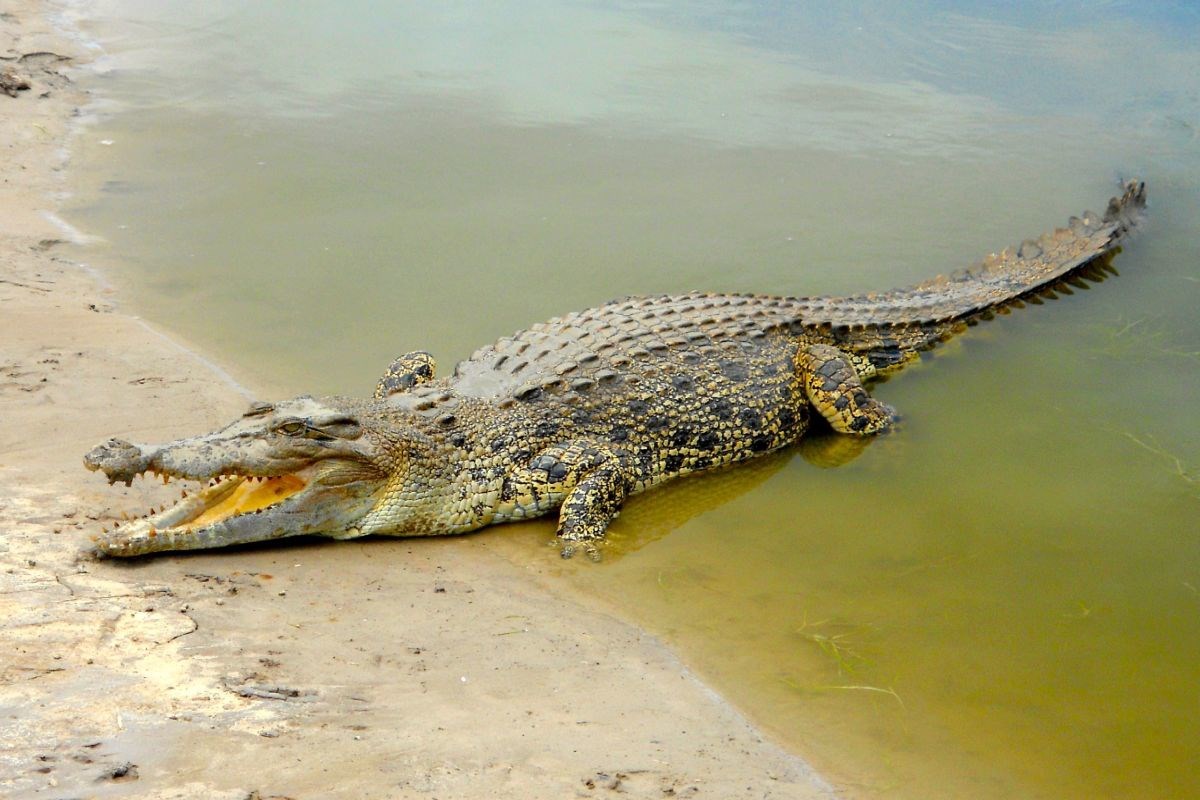 Četrnaestogodišnjak pecao u Australiji, napao ga krokodil